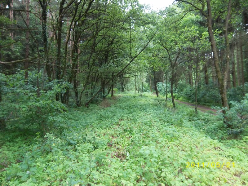 ZWNEGI9